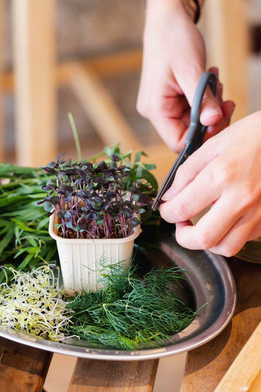 Herbes aromatiques, bio, propre cultivation, homemade